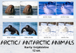 ARCTIC/ ANTARCTIC ANIMALS karty trójdzielne