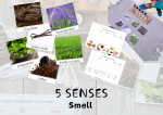 5 SENSES Smell