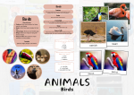 ANIMALS Birds