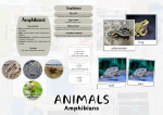 ANIMALS Amphibians
