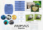 ANIMALS Reptiles