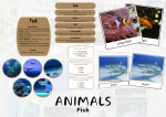 ANIMALS Fish