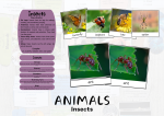 ANIMALS Insects